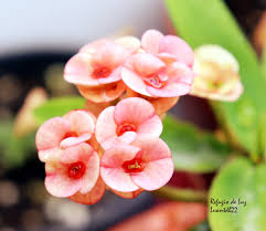 Image result for Euphorbia dawei