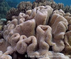 Image result for Sarcophrynium schweinfurthianum