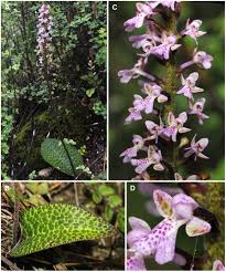 Image result for Brachycorythis velutina