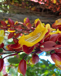 Image result for Thunbergia mysorensis