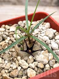 Image result for Brachystelma