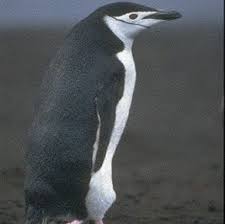 Find more arabic words at wordhippo.com! Ø§Ù„Ø¨Ø·Ø±ÙŠÙ‚ Chinstrap Penguin ØµÙˆØ± Ùˆ Ù…Ø¹Ù„ÙˆÙ…Ø§Øª Ø¹Ù† Ø·Ø§Ø¦Ø± Ø§Ù„Ø¨Ø·Ø±ÙŠÙ‚