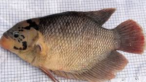 Harga jual ikan gurame padang tidak terlalu mahal apabila di pelihara dari kecil. Jenis Jenis Ikan Gurame Sharing Informasi Perikanan