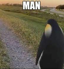 Reactions On Twitter Man Penguin Looking Off Into Distance