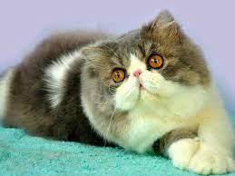 Temukan daftar harga yang lengkap pada ulasan ini yuk, sahabat 99! Kucing Persia Peak Nose Imut Kucing Persia Animals Cats