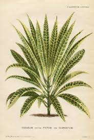 Vintage botanical prints on alibaba.com may have realistic, abstract, or impressionist art painted on them. Natural History Art Botanical Study L Illustration Horticole Palm Trees Antique Prints Late 19th Century George Glazer Gallery Antiques