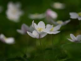 Image result for Aneilema nicholsonii