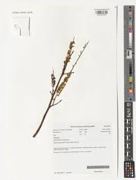 Image result for Elephantorrhiza suffruticosa