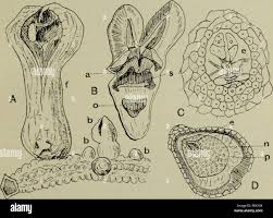 Image result for Hydnoraceae