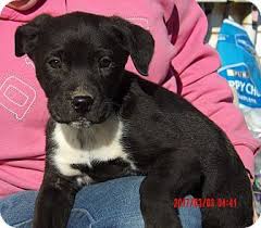 Please note we are not accepting kyle signed up for our amazing anywhere puppy program and his dog, maize became a more while i loved him and would never put him up for adoption, i was having buyers remorse. Burlington Vt Labrador Retriever Border Collie Mix Meet Flicka 10 Lb Video A Puppy For Adoption Http Www Ad Labrador Labrador Retriever Pet Adoption