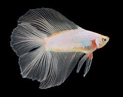 The round tail can be compared to a plakat with a large tail, and mistaken for a delta. Betta Fish Tail Types Japanesefightingfish Org
