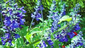 It grows up to 1′ tall and spreads up to 6′ wide. Salvias Or Sage Call It What You Will It S Beautiful