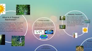 Tropical rainforests are located in a band around the equator (zero degrees latitude), mostly in the area between the tropic of cancer (23.5° n latitude) and the smaller rainforests are located in central america, madagascar, australia and nearby islands, india, and other locations in the tropics. Tropical Rainforest Presentation By Whitney Wilson