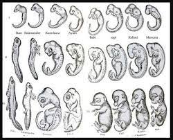 Tahapan perkembangan embrio pada manusia secara berurutan adalah / sains dakwah.perkebangan embrio manusia sangatlah kompleks dimana pada awalnya hanya satu sel kemudian berkembang menjadi individu yang terdiri dari miliaran sel. Didalam Embriologi Dipelajari Tentang Pembentukan Pertumbuhan Dan Perkembangan Embrio Dalam Kandungan Embriologi Perbandingan Dapat Dijadikan Petunjuk Adanya Evolusi Karena Blog Pak Pandani