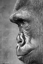 Philadelphia Zoo Gorilla Silverback Gorilla Animals Wild