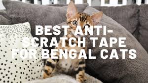 Scratching, for a cat, is not only a natural act, but a necessary one as well. Best Anti Scratch Tape For Bengal Cats Authentic Bengal Cats