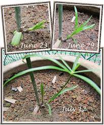 Propagating Cyperus Involucratus Umbrella Plant Sedge John Jacq S Garden Propagating Plants Plants Umbrella Plant