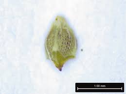 Image result for Eleocharis retroflexa