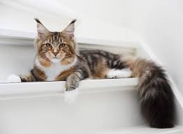 Simak tulisan artikel di bawah ini. Tanda Allah Pada Kucing Selalu Mengikuti Menurut Islam Menolak Rezeki Baru Semarangku