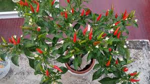 You cannot grow a bush type pepper economically since these varieties do not produce the yield per square meter over the same growth period as trellised types. Hydroponics Pepper Plants Hydroponics And Aquaponics Tips And Tricks