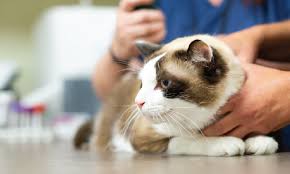Cats are living longer, so of course we see more cancer in cats just because we see more cats. Lymphoma In Cats Signs Treatments Prognosis Ethos Veterinary Health