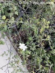 Image result for Cordia sp. B