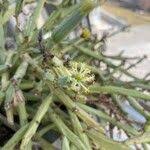 Image result for Kleinia longiflora