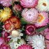 Paper flowers (flores de papel) is a 1977 mexican drama film directed by gabriel retes. 1