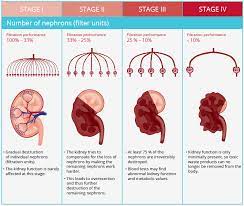 Understanding Ckd In Cats Semintra