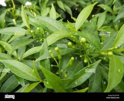 Image result for Tabernaemontana eglandulosa