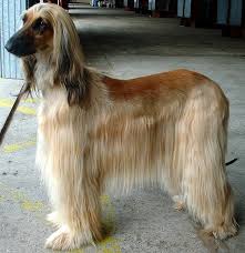 We did not find results for: Csipet Gr Afganikos Ixnhlaths
