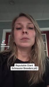 Reputable Giant Schnauzer Breeder