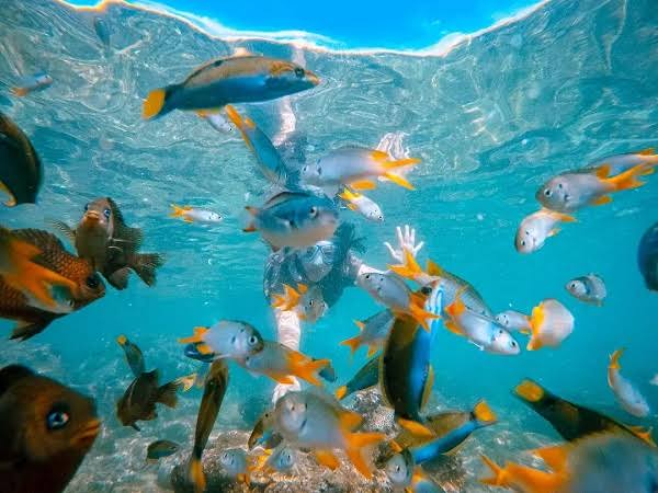 Pantai Sadranan Snorkeling foto 3