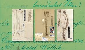 Image result for Pycreus melas