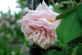 A Rose is a Rose...: Mme Berard