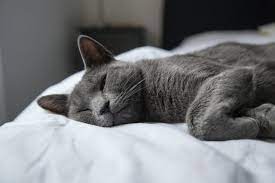 The information helps with practical planning and emotional readiness. What You Actually Want To Know About Russian Blue Cats Live Long And Pawspurr