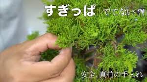 真柏盆栽 安全 葉の手入れ Youtube