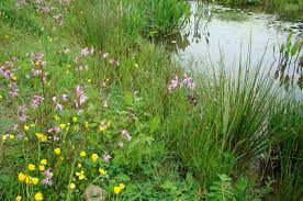 Maybe you would like to learn more about one of these? Native Wetland Plants Salix Products