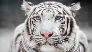 The story takes place in russia during the closing months of the eastern front of world war ii. Animal Welfare Group Continues Push To Cancel White Tiger Exhibit Onfocus