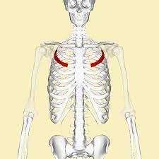 Check spelling or type a new query. Third Rib Wikidata