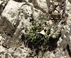 Image result for Clinopodium simense