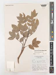 Image result for Dialium englerianum