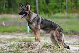 Silver sable german shepherd german shepherds german shepherd dogs alsatian schaefer gsd puppies belgian malinois pet stuff mans best friend. Long Hair Silver Sable Long Hair Sable German Shepherd Novocom Top