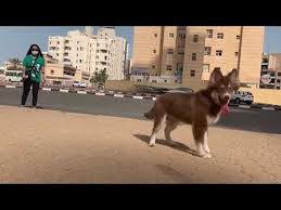 How Much Are German Shepherd Puppies Worth Without Papers 2022 The Dog Visitor