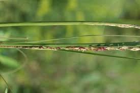 Image result for Sporobolus consimilis