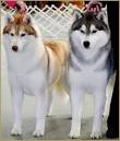 Husky mix : Top 10 Siberian Husky cross breeds (Mongrel ...