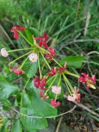 Image result for Combretum bracteosum