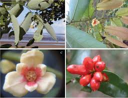 Image result for Monanthotaxis trichantha