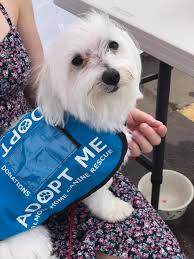 Check spelling or type a new query. Almost Home Canine Rescue Finds Forever Families For Pets Siouxfalls Business