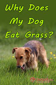 Why Does My Dog Eat Grass Vomit Dog Dogcare Pet Petcare Doghealth Pethealth Dog Care Dogs Dog Eating
